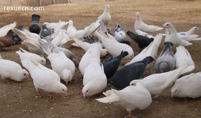 肉鸽养殖
